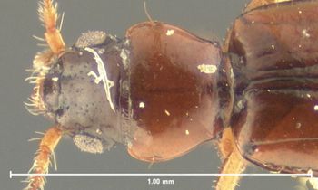 Media type: image;   Entomology 30328 Aspect: pronotum dorsal